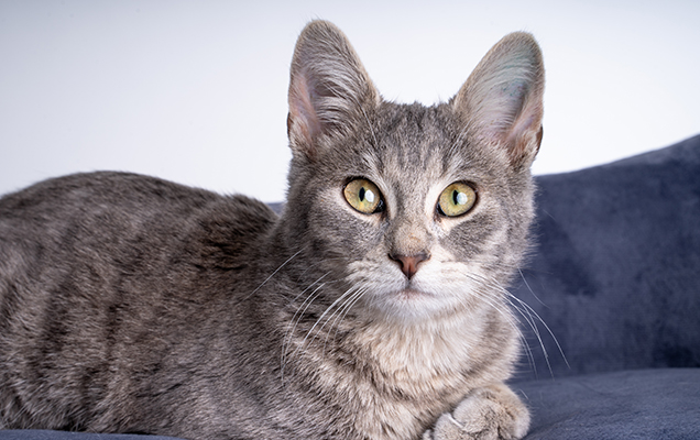 grey kitten
